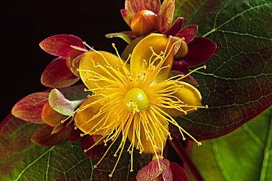 收集精灵的生活模拟游戏《月石岛》9月21日发售 支持简中